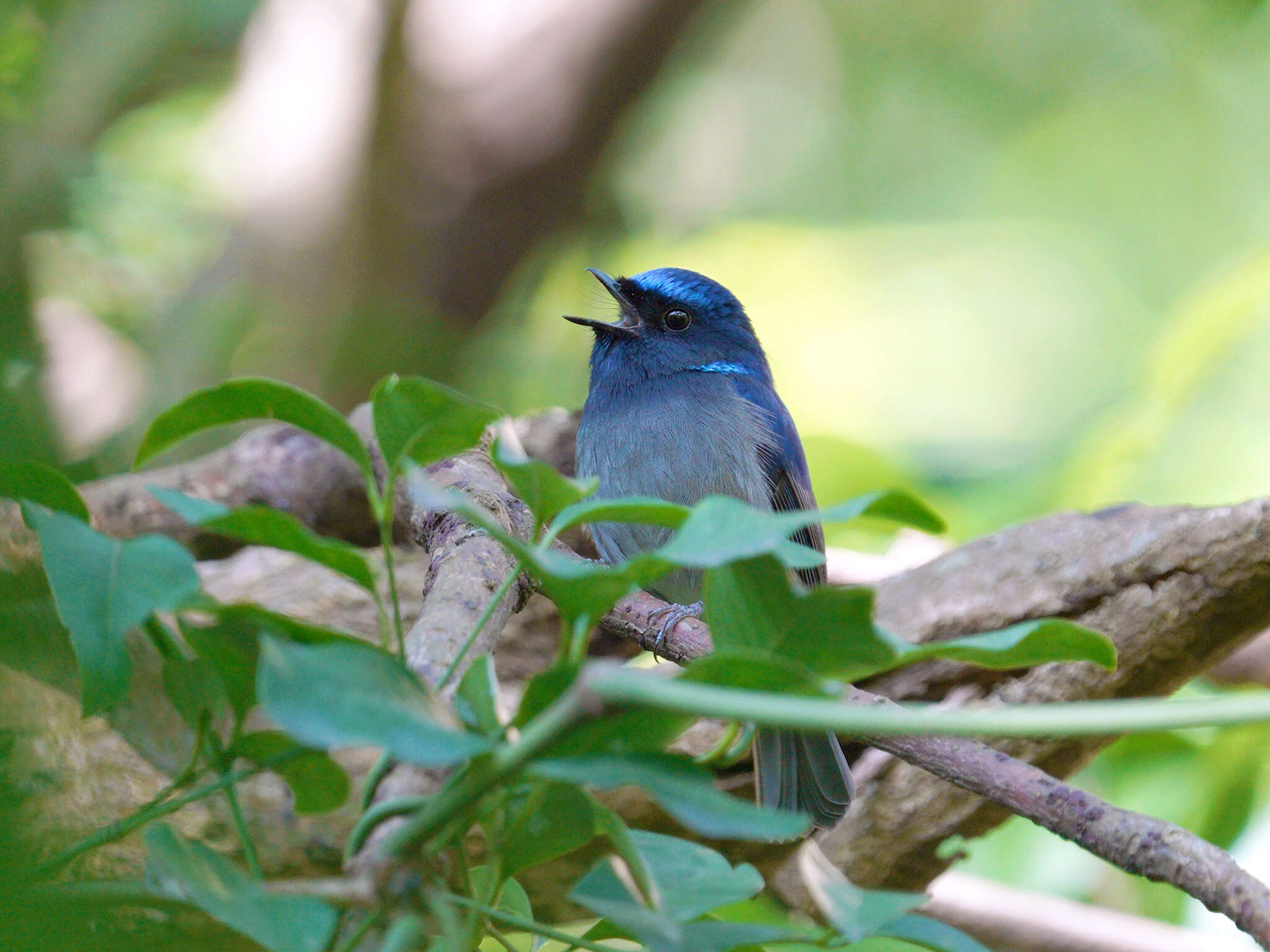 Image of Small Niltava