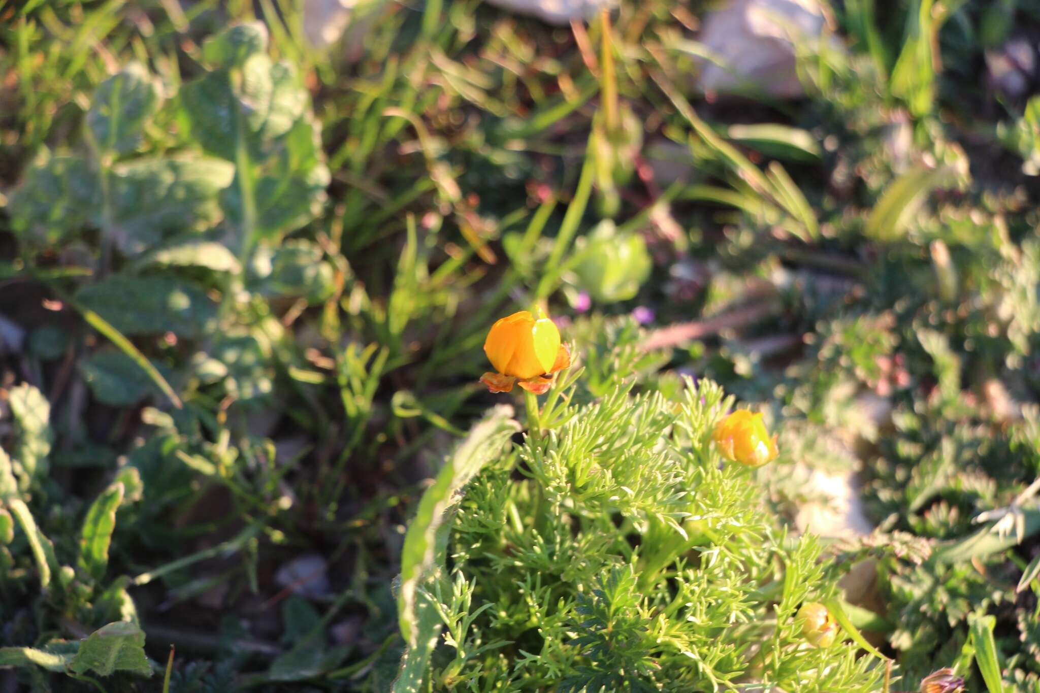 Image of Adonis dentata Delile