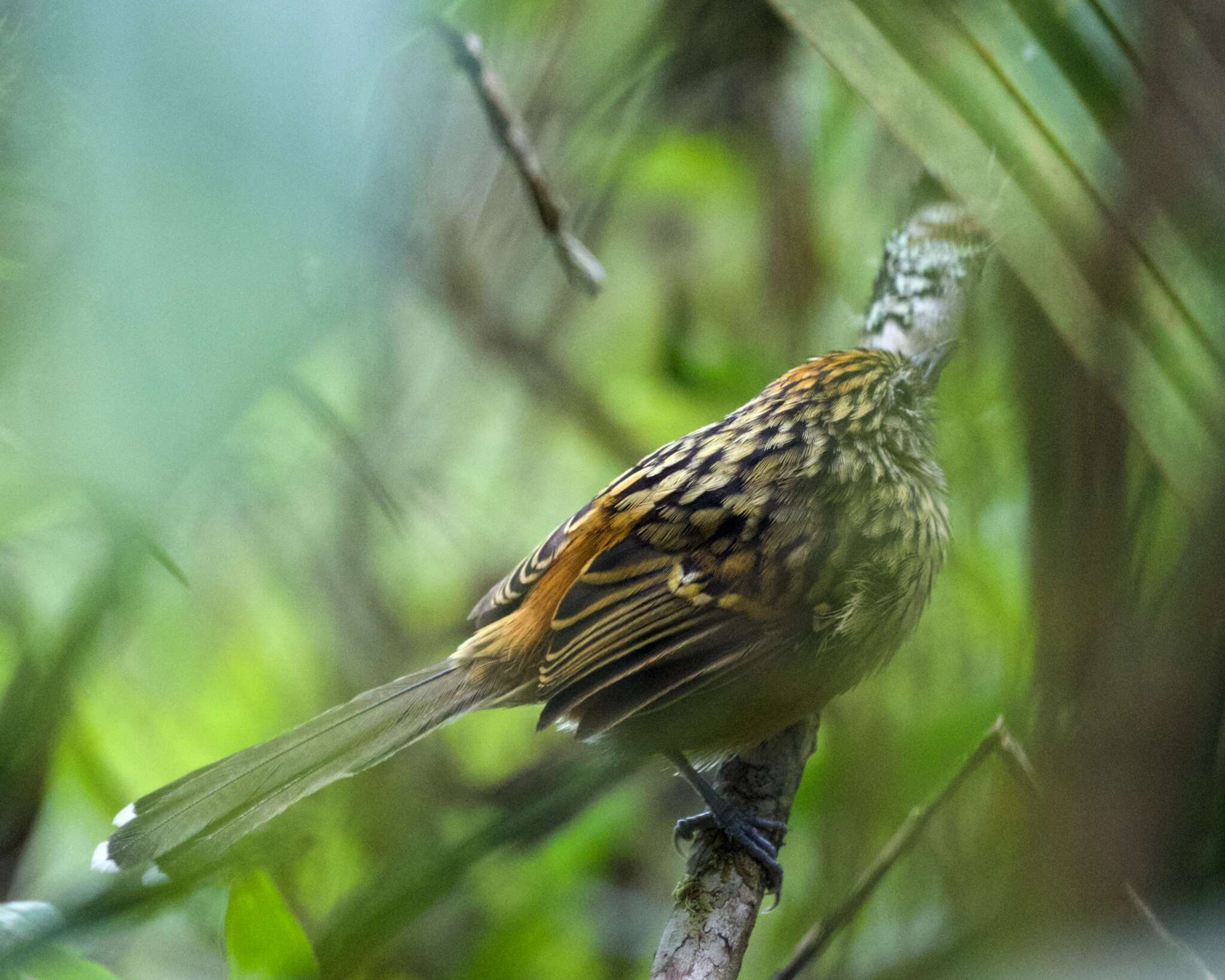 Image of Streak-headed Antbird