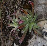 Image of Saxifraga hostii Tausch