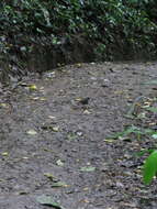 Image of Slaty-backed Nightingale-Thrush