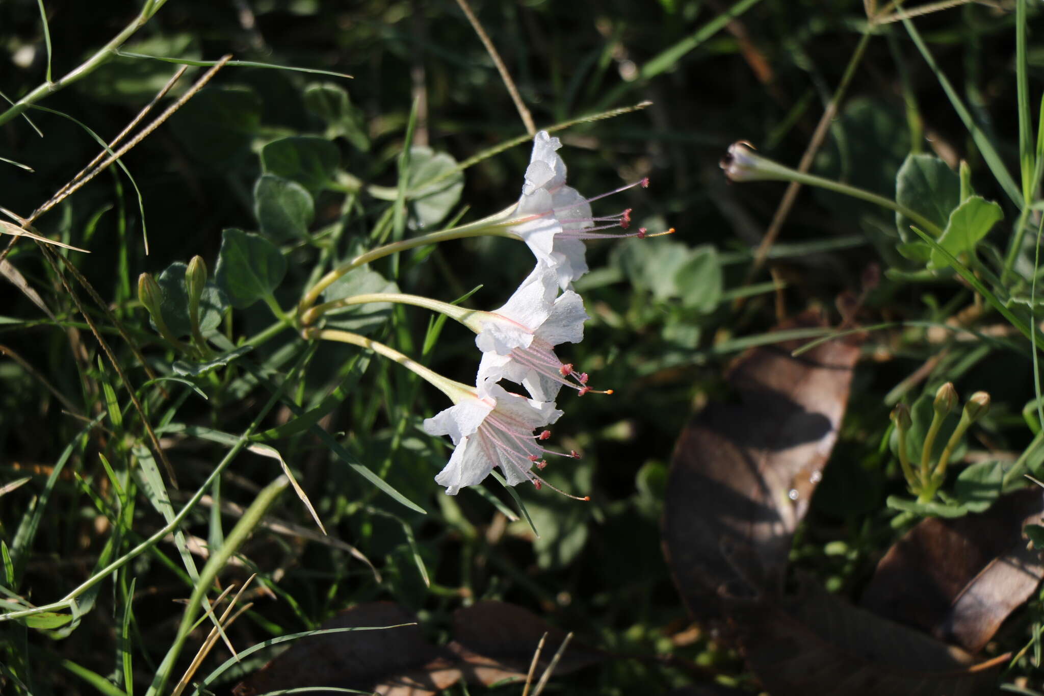 Image of Berlandier's trumpets