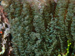 Image of ringed anemone