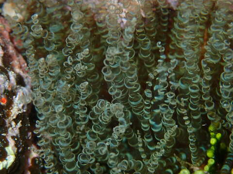 Image of ringed anemone