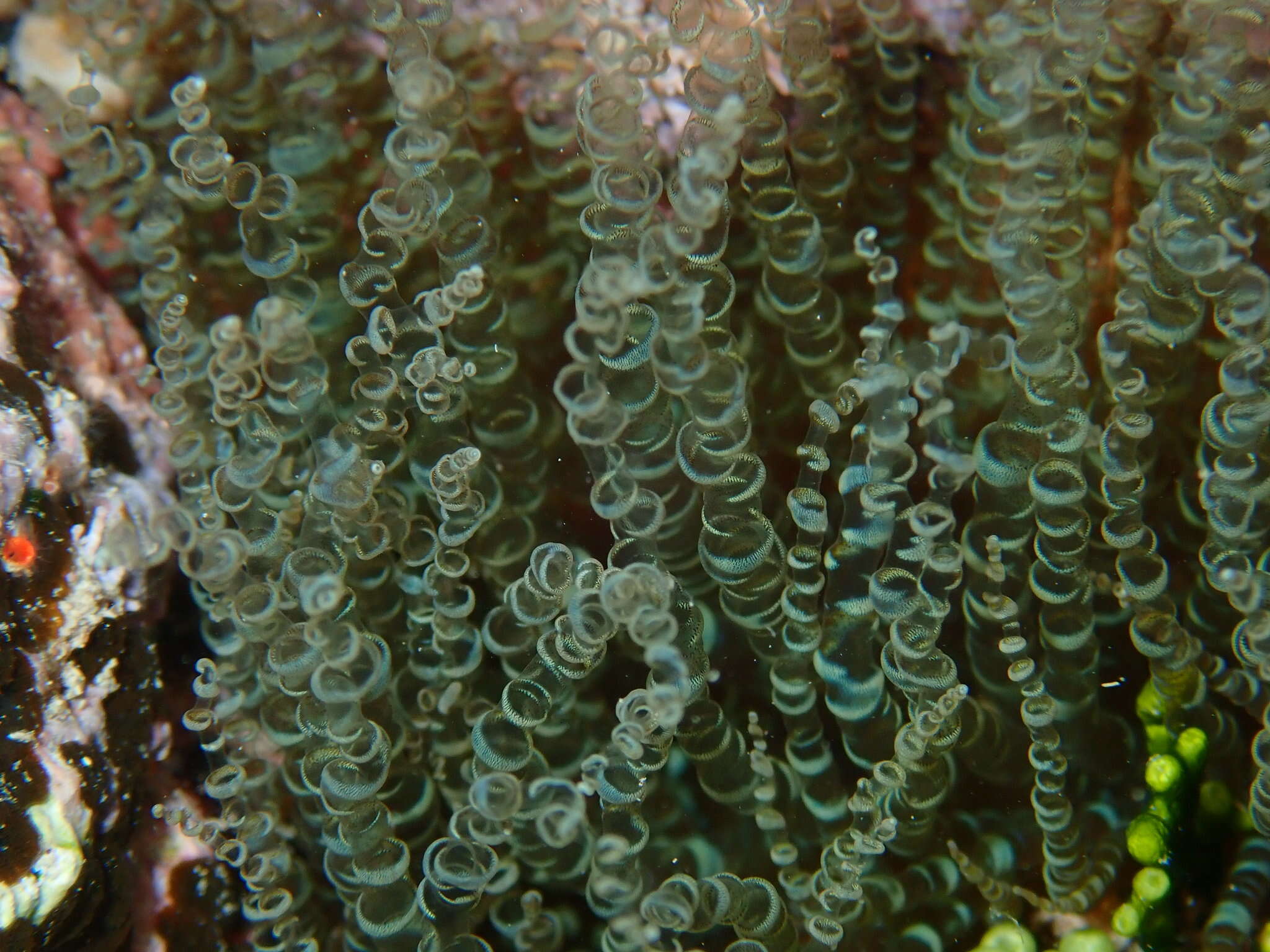 Image of ringed anemone