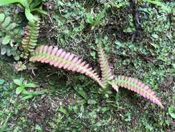 Image of Narrow-Leaf Mid-Sorus Fern