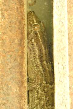 Image of American Wall Gecko