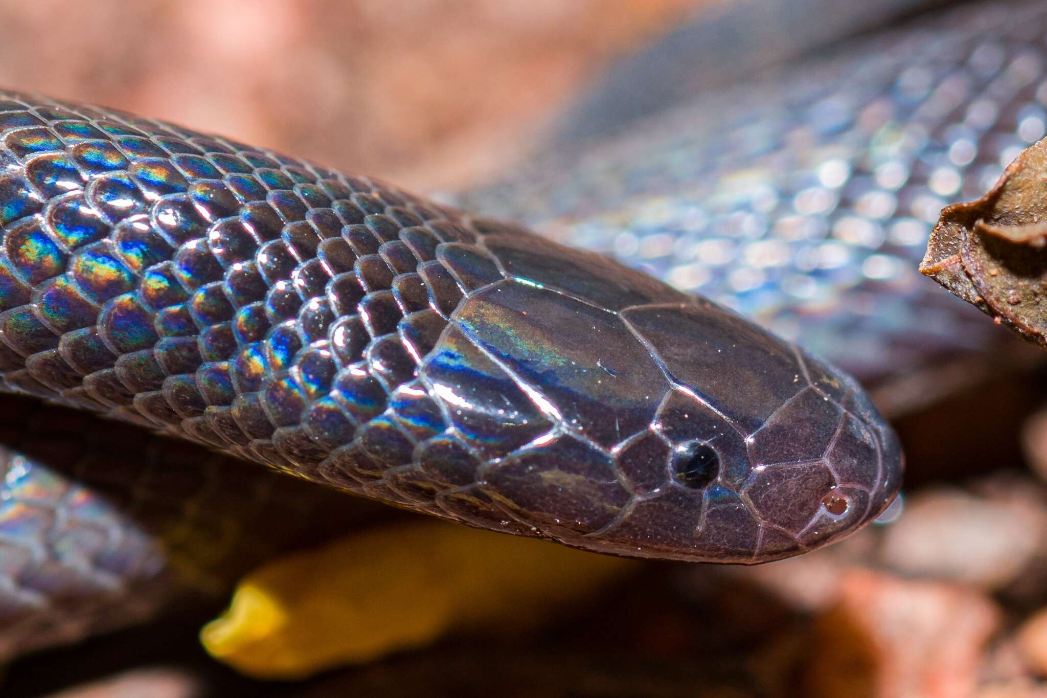 Image of Mole Viper