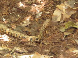 صورة Cerrophidion petlalcalensis Lopéz-Luna, Vogt & Torre-Loranca 1999