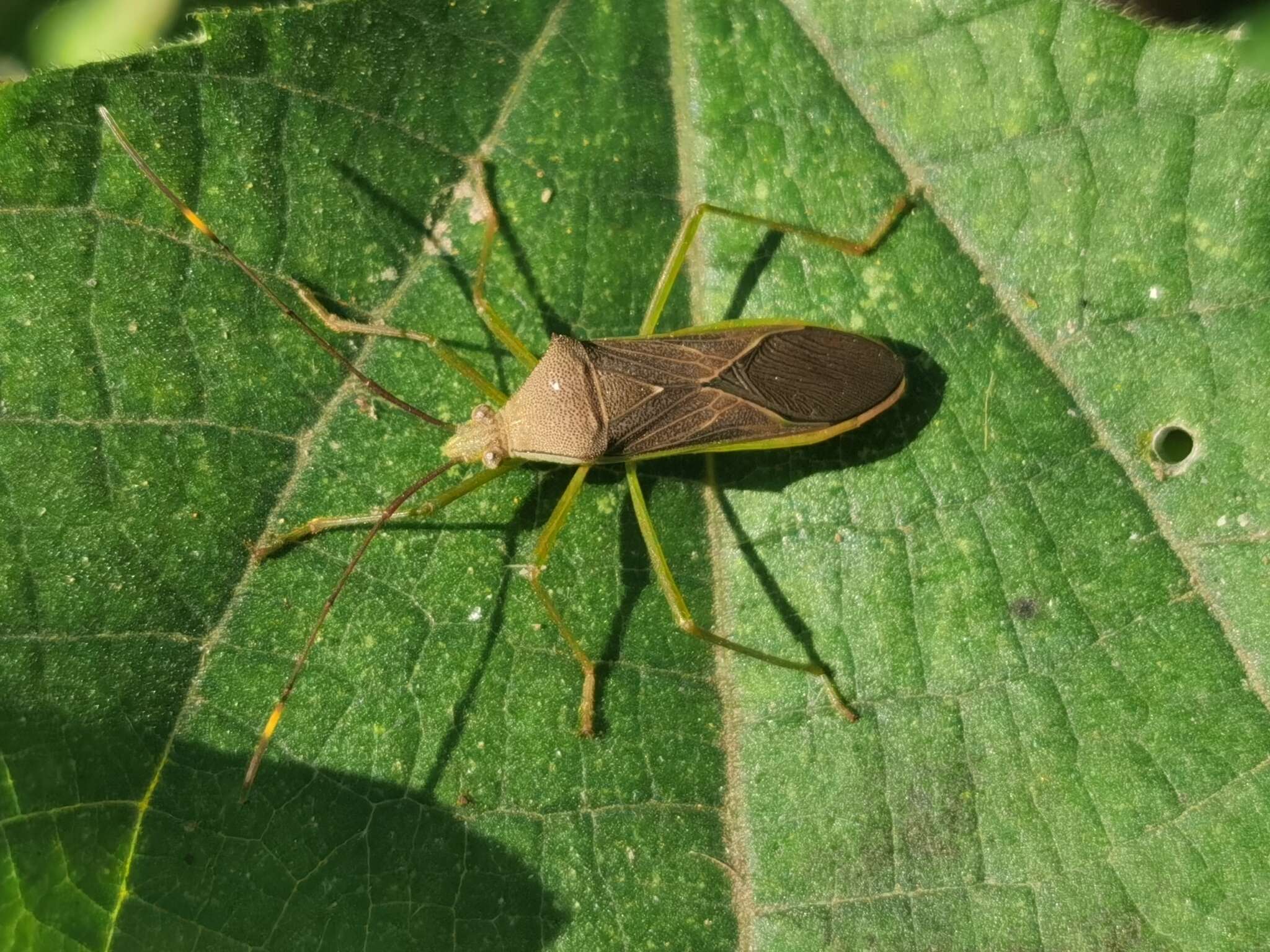 Sivun Paradasynus spinosus Hsiao 1963 kuva