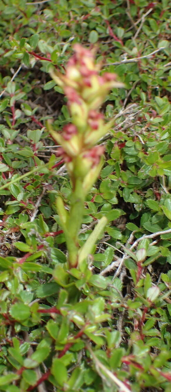 Imagem de Disa densiflora (Lindl.) Bolus