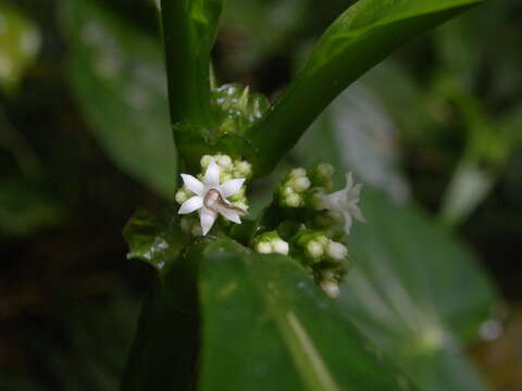 Plancia ëd Notopleura discolor (Griseb.) C. M. Taylor