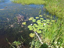 Image de Nymphaea candida C. Presl