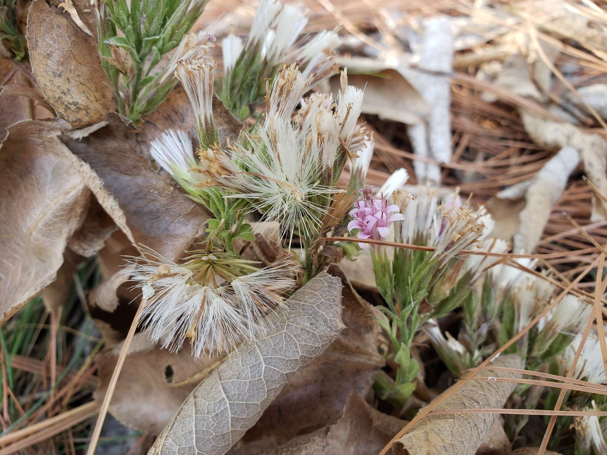 Image of Acourtia moschata (La Llave & Lex.) DC.