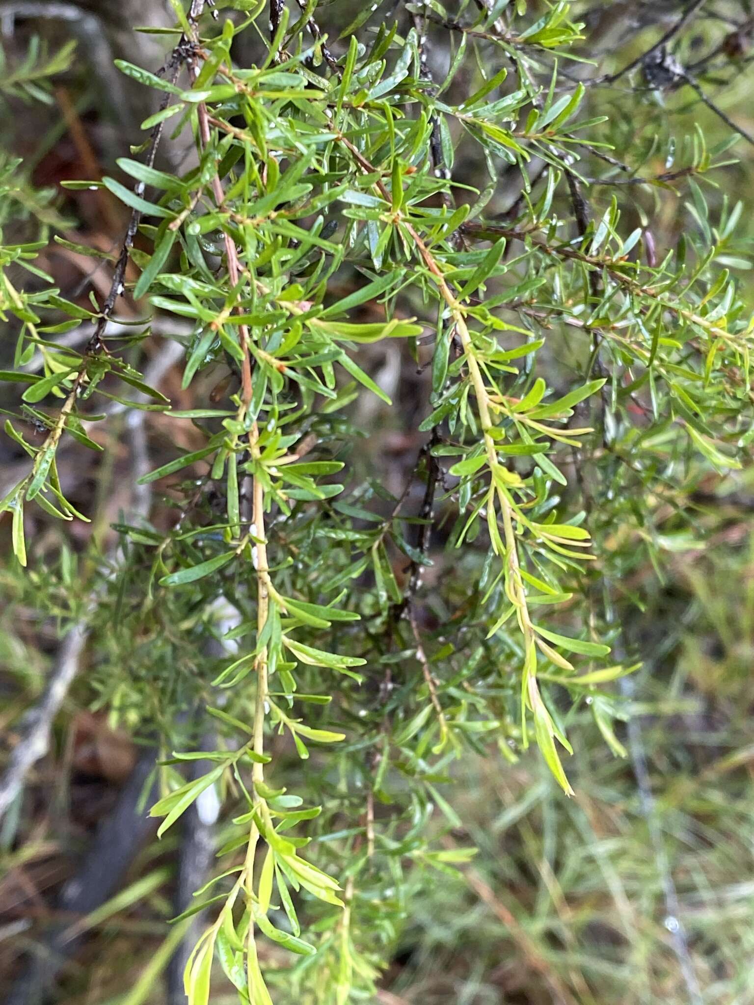 Sivun Leptospermum polygalifolium Salisb. kuva