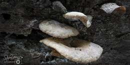 Image of Auricularia delicata (Mont. ex Fr.) Henn. 1893