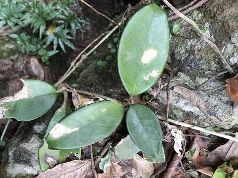 Image of porcelainflower