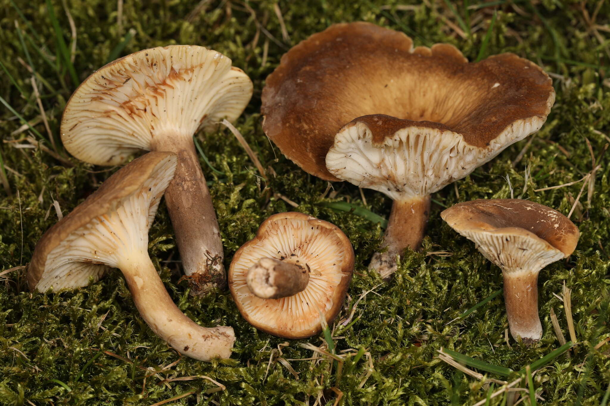 Imagem de Lactifluus petersenii (Hesler & A. H. Sm.) Stubbe 2012