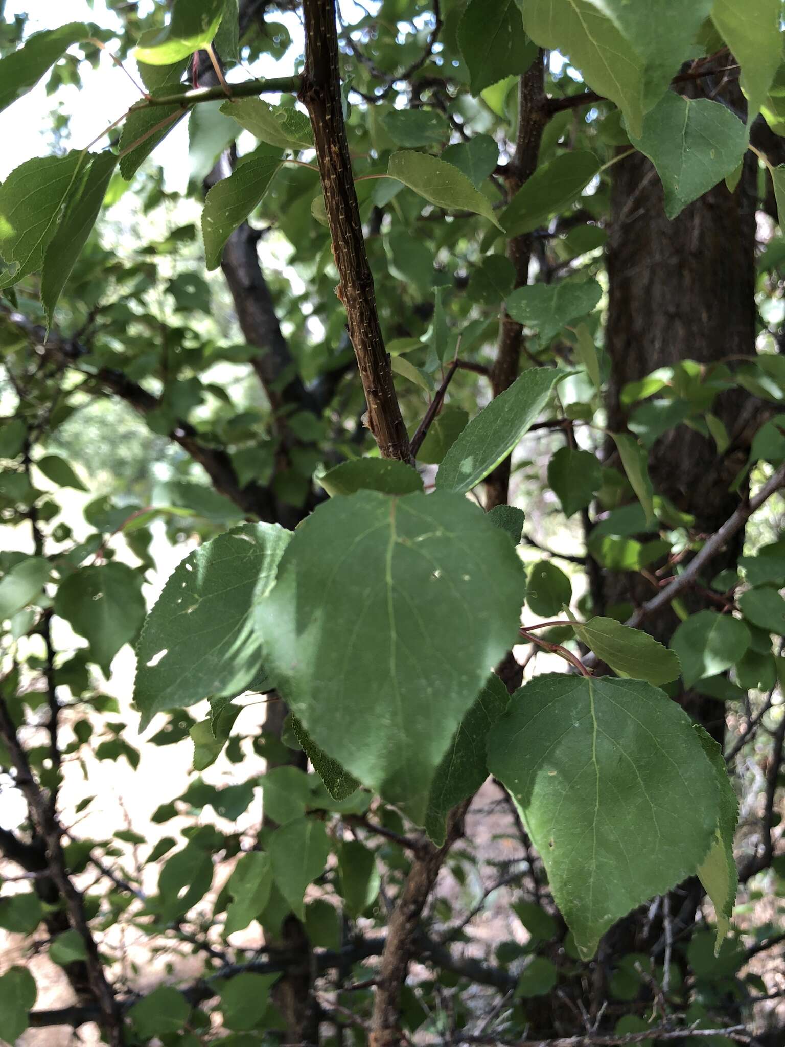 Image of black hawthorn