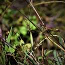 Sympetrum orientale (Selys 1883) resmi