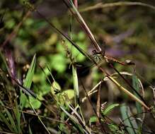 Sympetrum orientale (Selys 1883) resmi