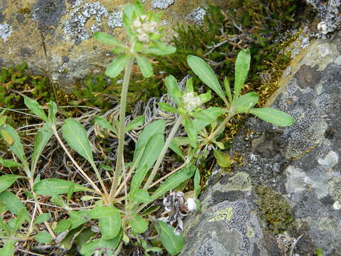 Image of parsnipflower buckwheat