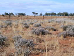 Image of bur-saltbush