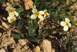 Image of Zuvanda exacoides (DC.) Askerova