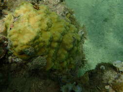 صورة Porites astreoides Lamarck 1816