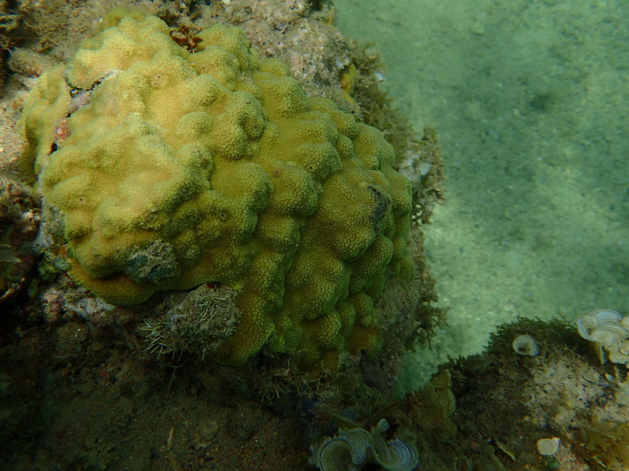 Image of Mustard Hill Coral