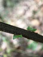 Image of Taiwan maiden fern