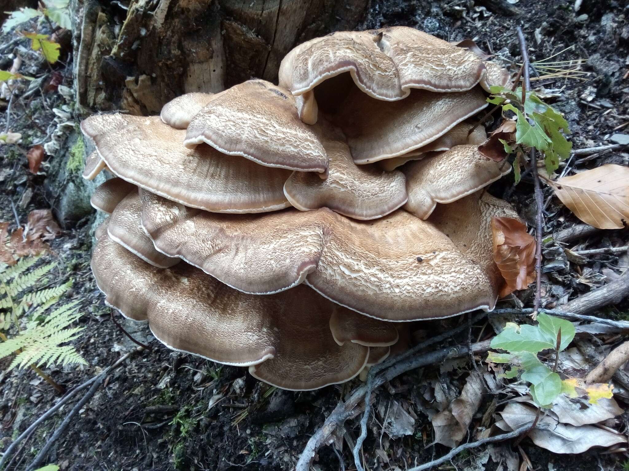 Image de Polypore géant