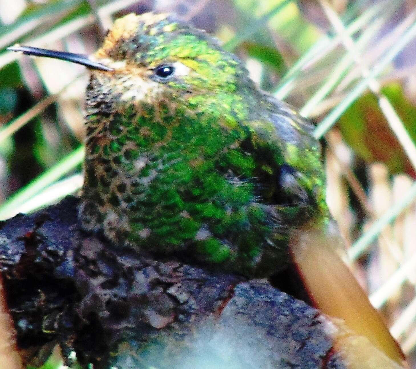 Image of Tyrian Metaltail