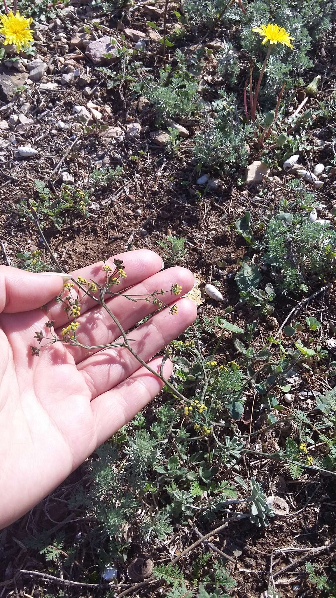 Image of Bupleurum marschallianum C. A. Mey.