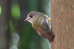 Image of Pale-yellow Robin