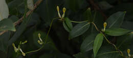 Image of Ceropegia odorata Nimmo