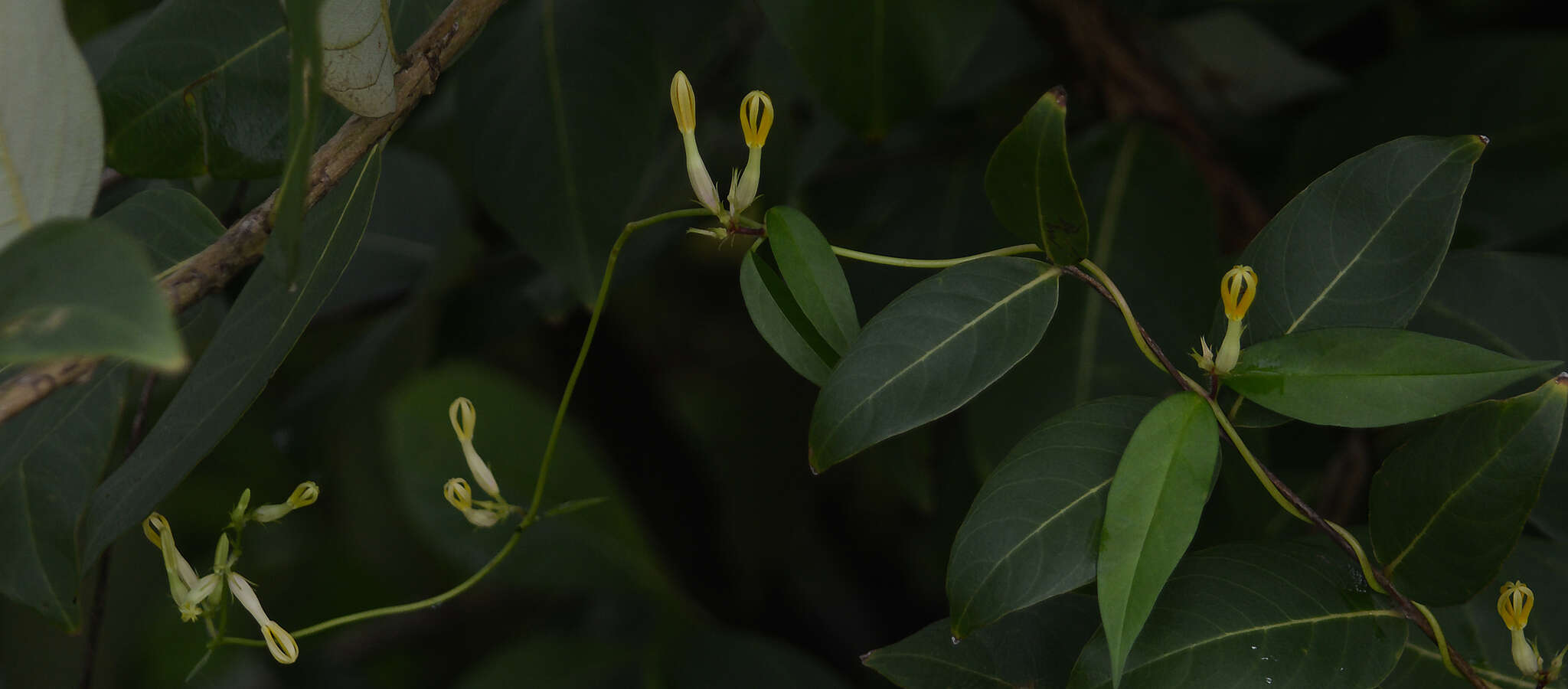 Imagem de Ceropegia odorata Nimmo