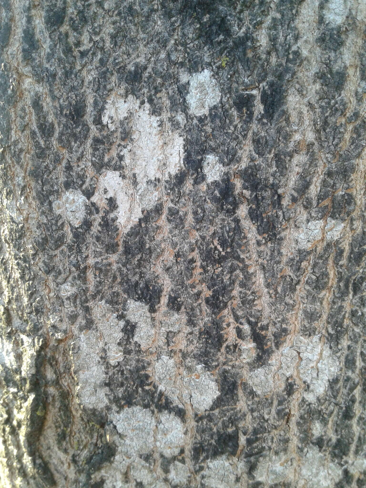 Image of blemished lichen