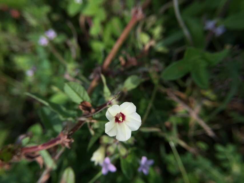 Imagem de Xenostegia tridentata (L.) D. F. Austin & Staples