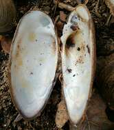 Image of Swollen River Mussel