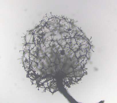 Imagem de Cribraria intricata