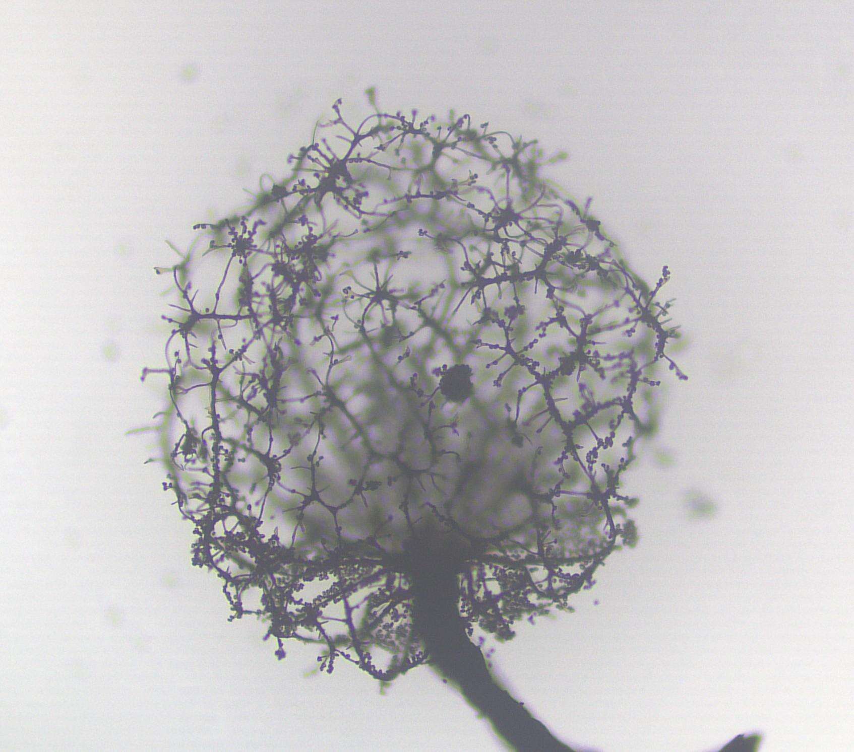 Image of Cribraria intricata