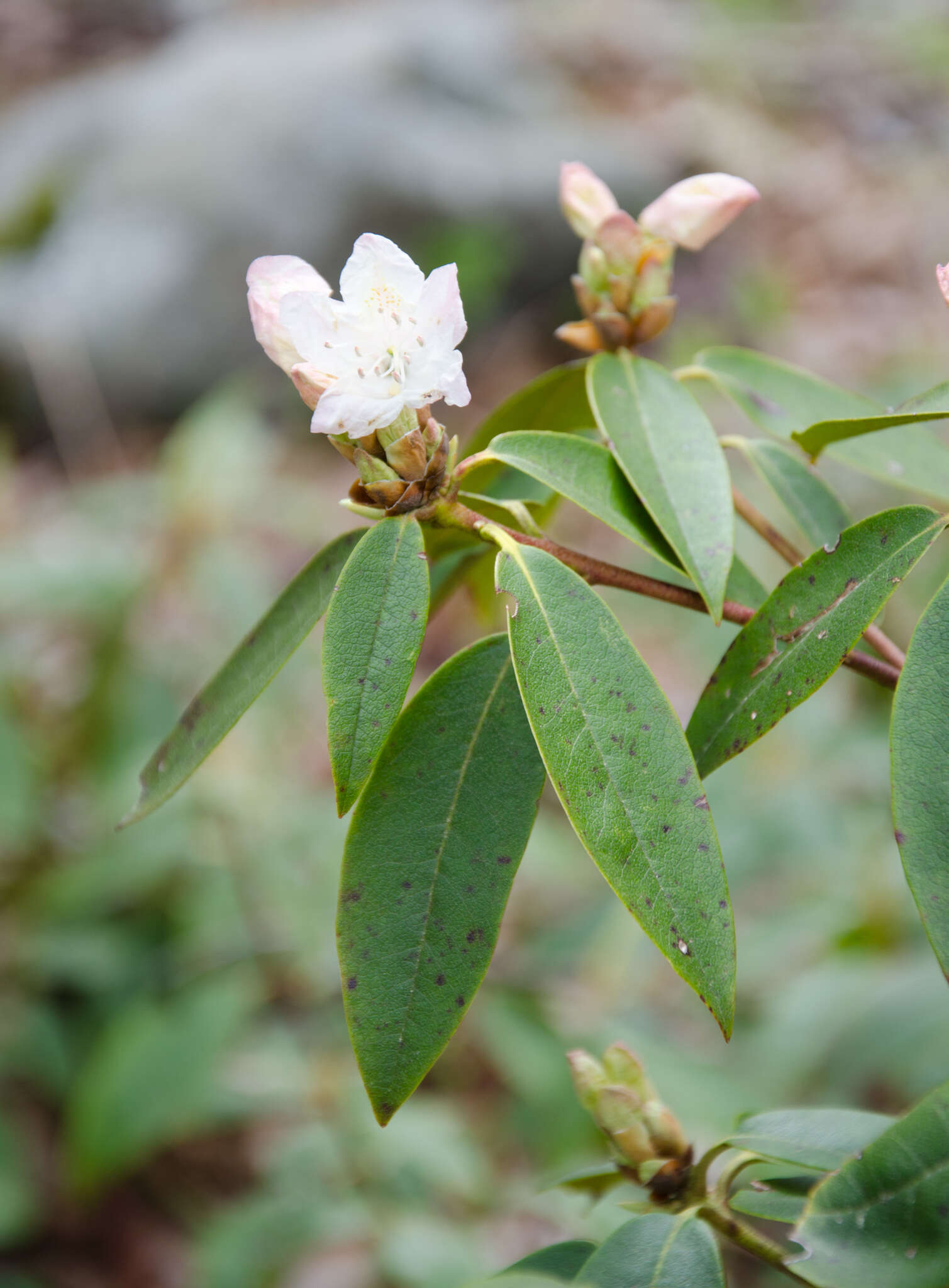 Image of piedmont rhododendron