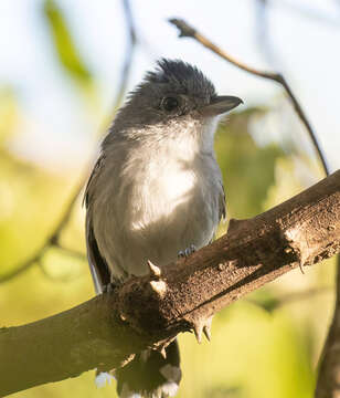 Image of Planalto Slaty Antshrike