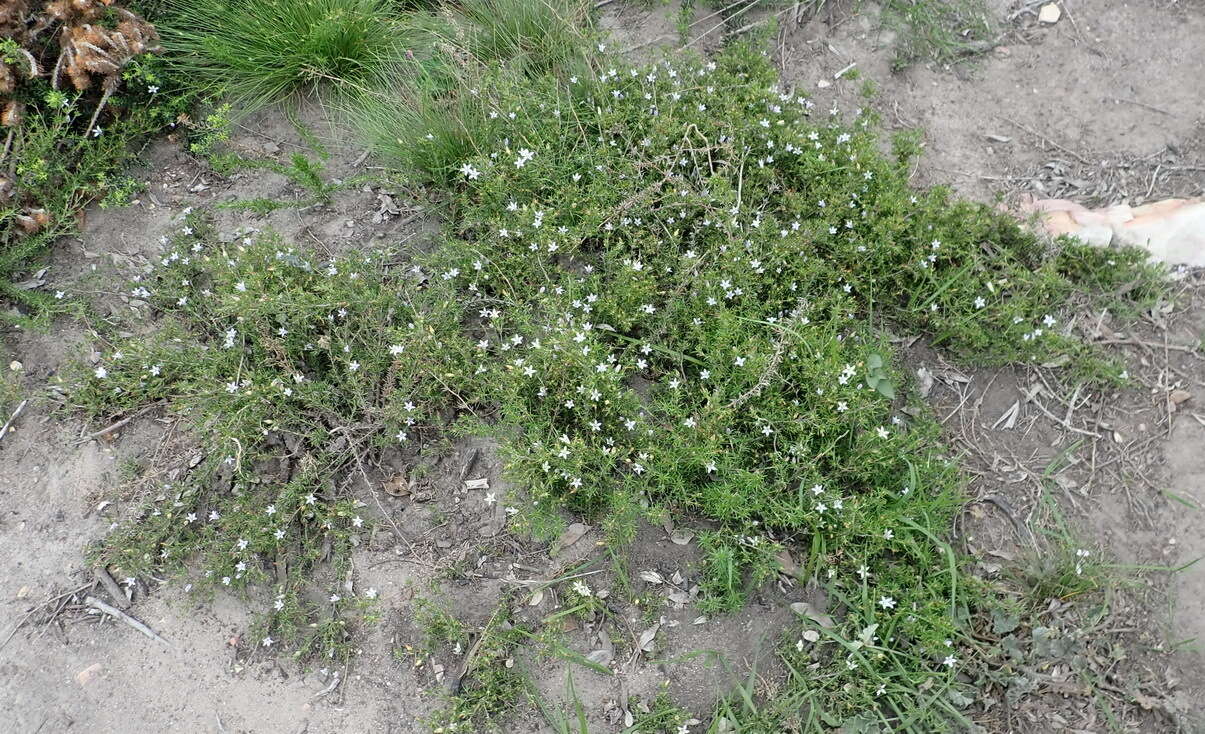 Image of Wahlenbergia thunbergii (Schult.) B. Nord.