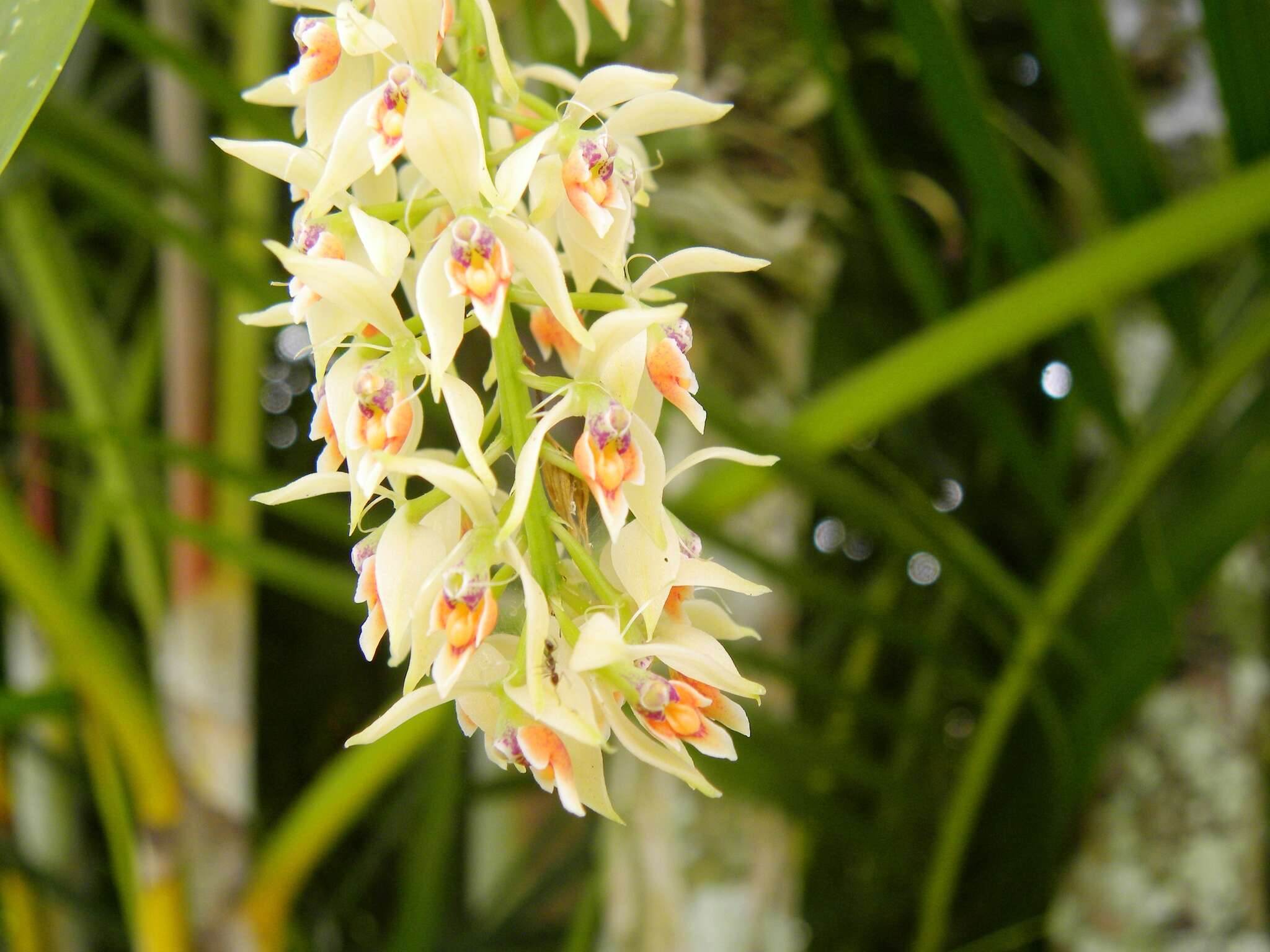 Image of Epidendrum ferrugineum Ruiz & Pav.