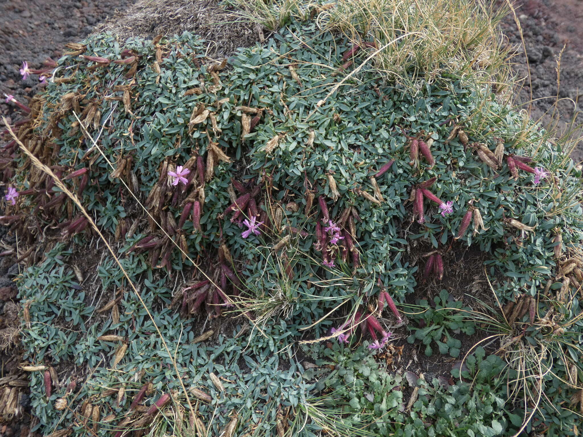 Imagem de Saponaria sicula Raf.