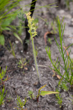 Imagem de Holothrix cernua (Burm. fil.) Schelpe