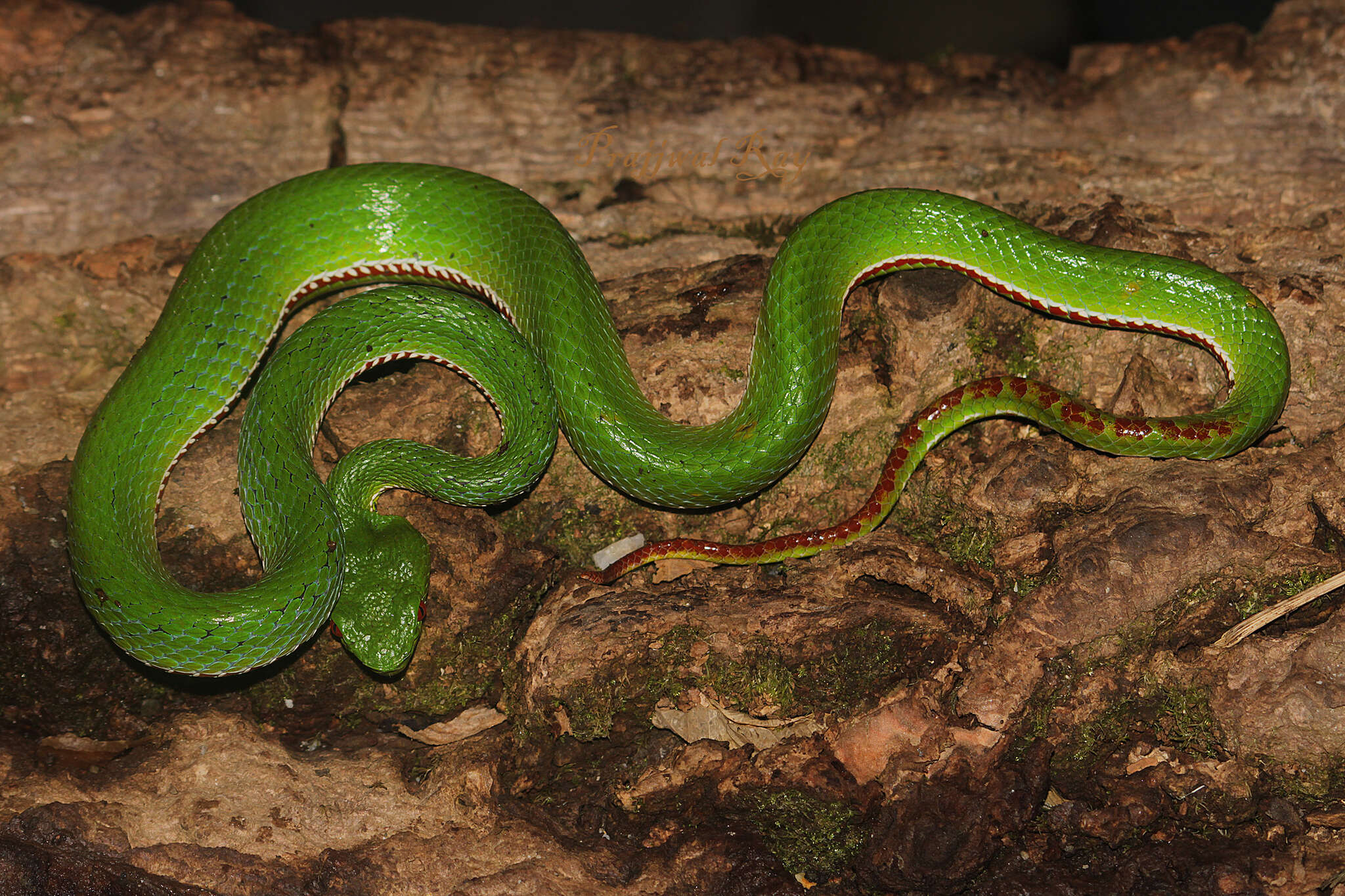 Image of Pope's pit viper