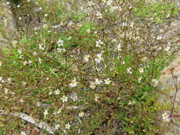 Image of purging flax, fairy flax